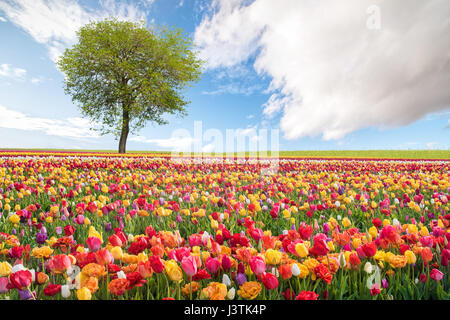 Frühlingslandschaft mit bunten Blumen Stockfoto