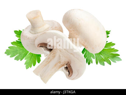 Champignon Pilz isoliert auf weißem Hintergrund Stockfoto