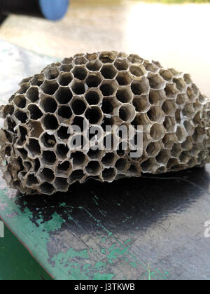Ein Wespennest, das leer aussieht Stockfoto