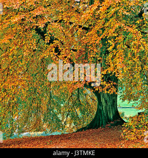 Common Beech tree in autumn colour Stockfoto