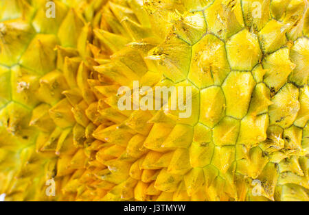 Durian Frucht scharfe Schale Textur hautnah Stockfoto