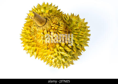 Durian tropischen Früchten isoliert auf weißem Hintergrund Stockfoto