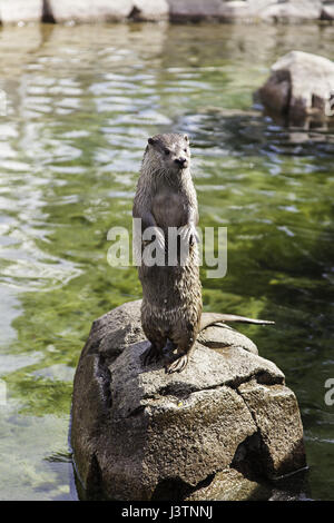 Fischotter im Wasser, Detail eines wilden Tieres, Natur Stockfoto