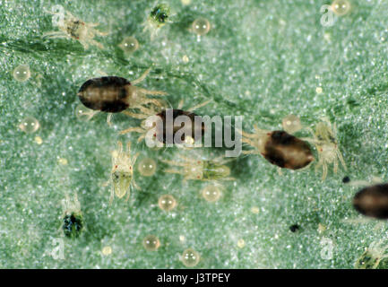 Zwei gefleckte Spinnmilbe (Tetranychus Urticae) Erwachsene Jungvögel und Eiern auf der Blattoberfläche Stockfoto