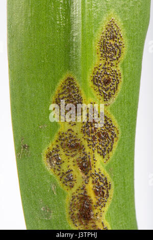 Bluebell Rost, Uromyces Muscari, Krankheitsbereiche Pusteln chloritic mit braunen schwarzen Flecken auf den Blättern von spanischen Glockenblumen in Blüte. Stockfoto