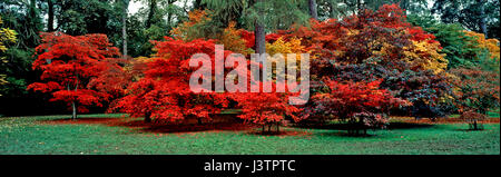 A panorama of Autumn colours at Westonbirt Arboretum Stockfoto