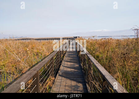 Boardwalk durch Papyrus Sumpf in der Hula Nature Reserve, Hula-Tal, Nordisrael, Januar Stockfoto