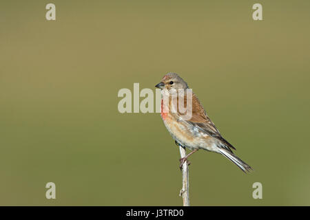 Gemeinsamen Hänfling Linaria Cannabina männlichen Salthouse Norfolk Sommer Stockfoto