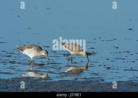 Kampfläufer Philomachus Pugnax juvenilen und adulten im Herbst Titchwell Norfolk Stockfoto