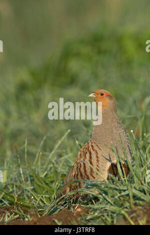 Grey Partridge-Perdix Perdix männlichen North Norfolk Frühling Stockfoto