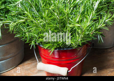 Rosmarin in roten Eimer Stockfoto