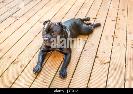 Ein hübscher schwarzer Staffordshire Bull Terrier Hund auf Holzterrassen liegen. sein Fell glänzt, er ist kein Halsband tragen. Stockfoto