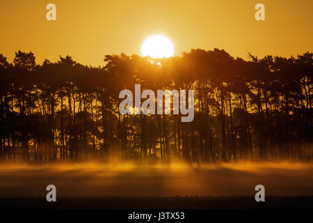 Die Sonne geht hinter einer Reihe von Bäumen und der Bodennebel am frühen Morgen verbrennt. Stockfoto