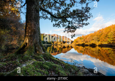 Ein November Nachmittag von Ufer Yew Tree Tarn mit den herbstlichen Farben spiegelt sich im Wasser. Stockfoto