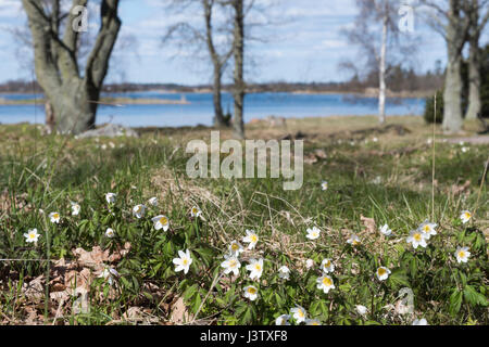 Schöne Aussicht in Blüte Windflowers mit Bäumen und einem See im Hintergrund Stockfoto