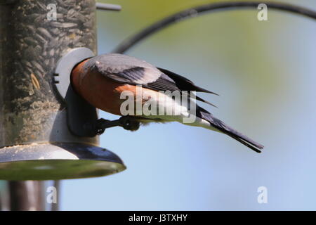 Kopflose Gimpel; Pyrrhula Pyrrhula Fütterung auf Sonnenblumenkerne aus einem Feeder im Garten; UK Stockfoto