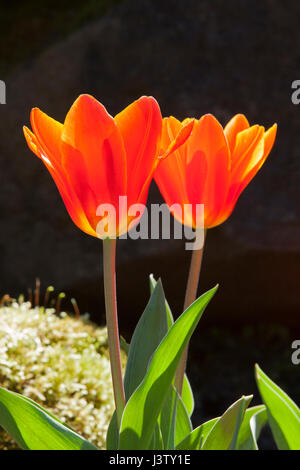 Tulpen in den Butchart Gardens Stockfoto