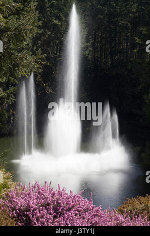 Springbrunnen in den Butchart Gardens Stockfoto