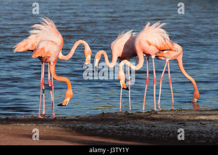 Amerikanische Flamingos (Phoenicopterus ruber) in einer salzhaltigen Lagune auf der Insel Rabida auf den Galapagos-Inseln. Stockfoto