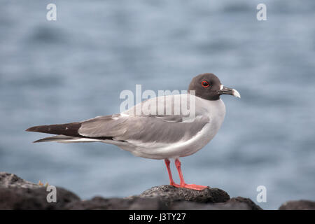 Lierten Möwe zu schlucken Stockfoto