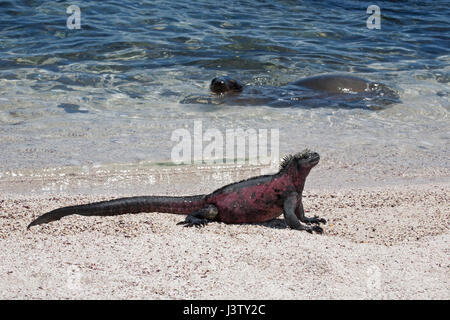 Marine Iguana (Amblyrhynchus cristatus) Männchen in roter Farbe der Brutsaison am Strand mit Galapagos Seelöwe (Zalophus wollebaeki) im Ozean Stockfoto