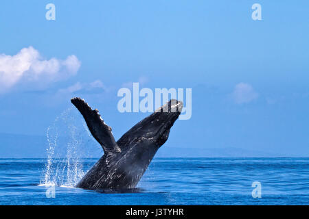 Buckelwale brechen im Ozean bei Lahaina auf Maui Stockfoto