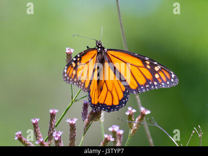 Monarchfalter (Danaus Plexippus) thront auf rosa Blüten Stockfoto