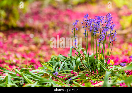 Rosa Rhododendron Blütenblätter auf den Boden rund um Glockenblumen wachsen in einem Wald liegen. Stockfoto