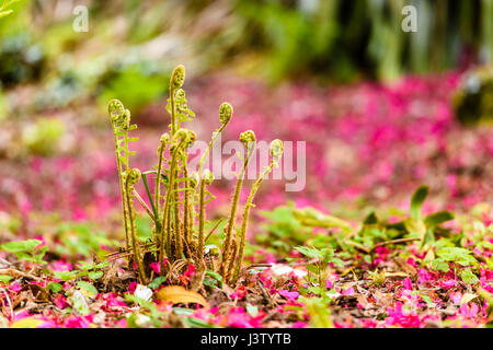 Rosa Rhododendron Blütenblätter auf den Boden rund um Farne wachsen in einem Wald liegen. Stockfoto