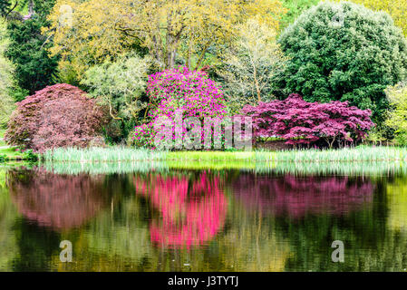 Rosa Rhododendron und lila japanische Acers spiegelt sich in der Oberfläche eines großen Sees in einem schönen Garten Stockfoto