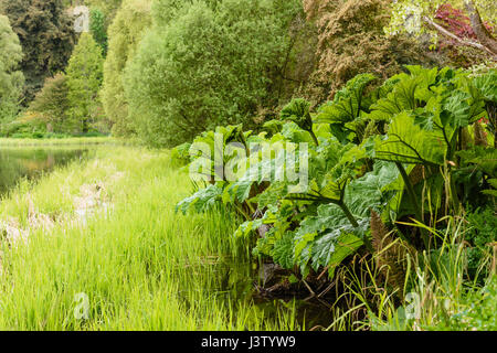 Gunnera wächst an der Seite des Sees unter den Schilfgürtel. Stockfoto