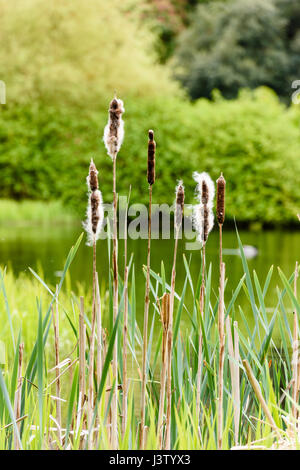 Zylindrische Blume Spikes von Binsen unter Schilfgürtel eines Sees. Stockfoto