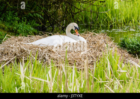 Weibliche Höckerschwan sitzen auf Eiern auf ihrem Nest unter Röhricht an einem See Stockfoto