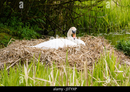 Weibliche Höckerschwan sitzen auf Eiern auf ihrem Nest unter Röhricht an einem See Stockfoto