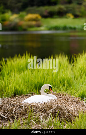 Weibliche Höckerschwan sitzen auf Eiern auf ihrem Nest unter Röhricht an einem See Stockfoto