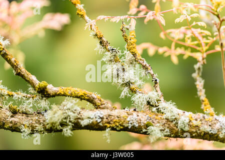 Knorpel Flechten wachsen auf den Ästen eines Baumes. Stockfoto
