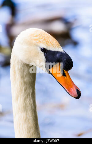 Kopf und Hals eines männlichen Mute swan, zeigt die größeren Knopf auf der oberen Bill als auf einem weiblichen vorhanden ist. Stockfoto