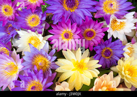 Seerose blumen Chatuchak Bangkok, Thailand Stockfoto