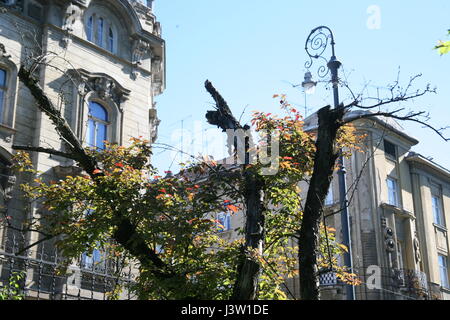 Frühling bis Sommerpflanzen und Blumen, Zagreb, Kroatien, Europa, 2 Stockfoto