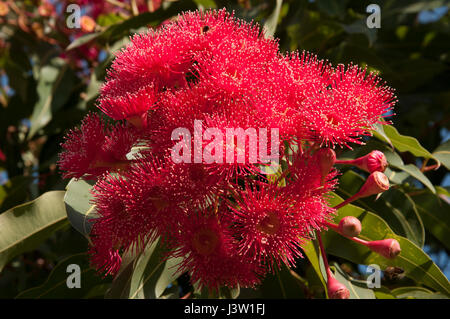 Blühendes rotes Gummi, Corymbia ficifolia (ehemals Eucalyptus ficifolia), Melbourne, Australien Stockfoto