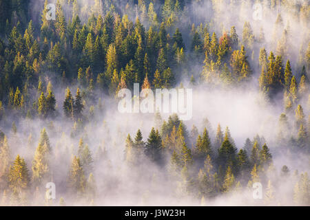 Nadelwald im Nebel, Misty Kiefer Wald. Morgennebel in Fichte und Tanne Wald in warmes Sonnenlicht Stockfoto