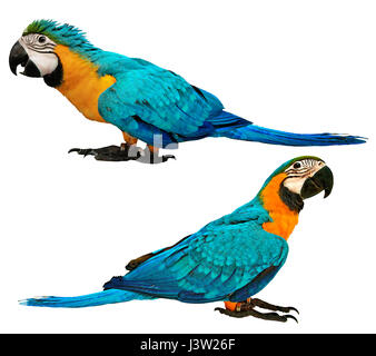 Vergleich der männlichen blau-gelbe Ara Papagei mit Alter von 4 Monaten im Bild und Vogel im Alter von 3 Monaten in Abbildung unten, isoliert auf weißem Hintergrund. Stockfoto