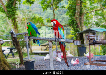 Schönen roten und blauen Ara im zoo Stockfoto