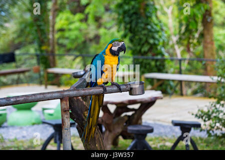 Schöne blaue und gelbe Ara im zoo Stockfoto