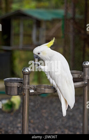Schöne weiße Papagei Ara im zoo Stockfoto