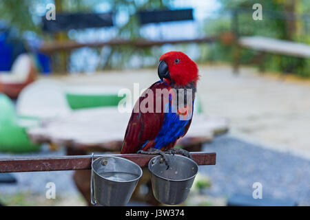 Schönen roten und blauen Ara im zoo Stockfoto