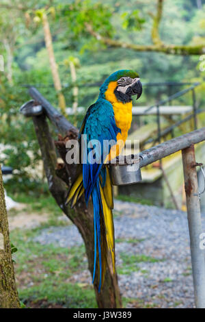 Schöne blaue und gelbe Ara im zoo Stockfoto