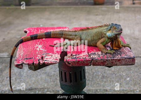 Grosse Eidechse Iguana im zoo Stockfoto