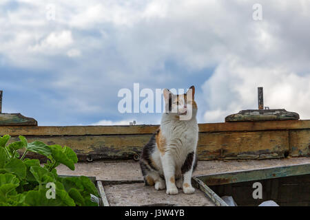 Clevere Katze sitzt im alten Maritime Boot Stockfoto