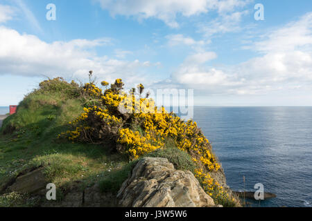 Schöne gelb blühende Ginster auf einer Klippe in den britischen Inseln in Isle Of Man Stockfoto